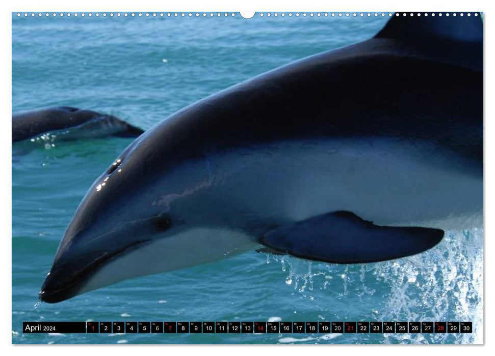 Delfine und Wale (CALVENDO Premium Wandkalender 2024)