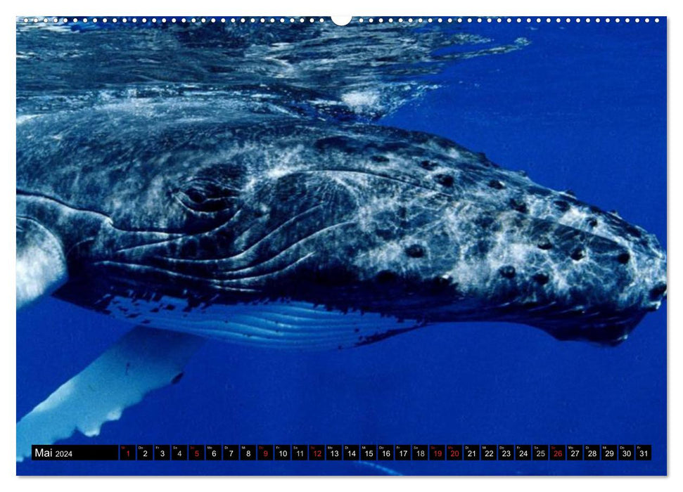 Delfine und Wale (CALVENDO Premium Wandkalender 2024)