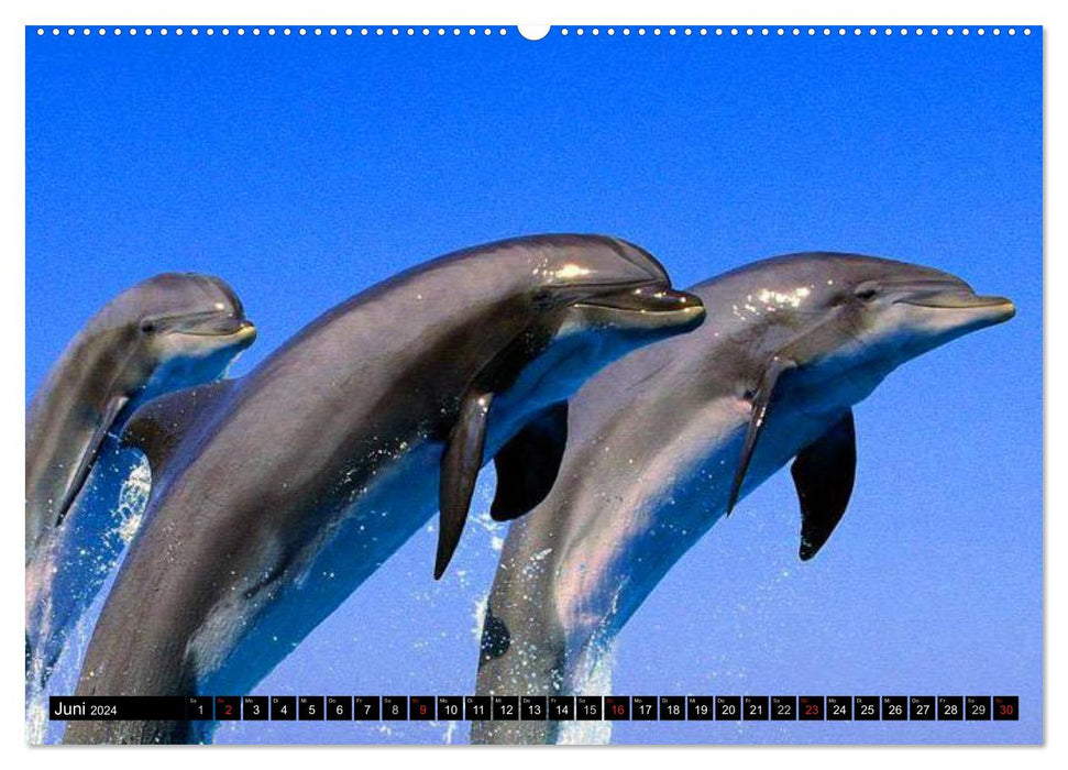 Dauphins et baleines (Calendrier mural CALVENDO Premium 2024) 