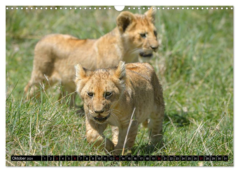 Adventure Africa - In the Paradise of Animals (CALVENDO Wall Calendar 2024) 