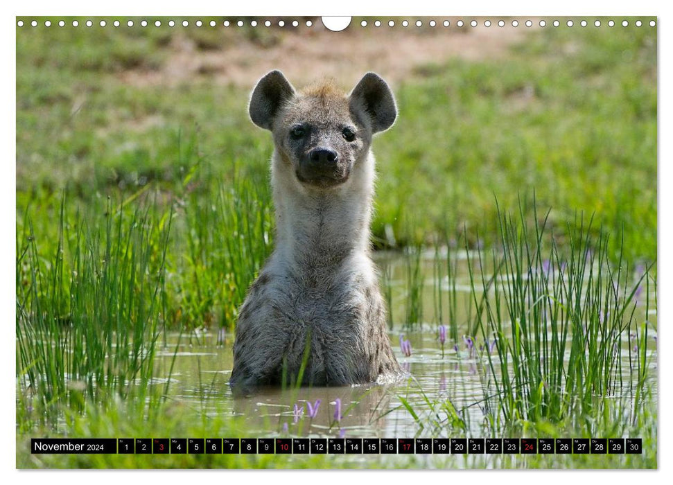 Adventure Africa - In the Paradise of Animals (CALVENDO Wall Calendar 2024) 