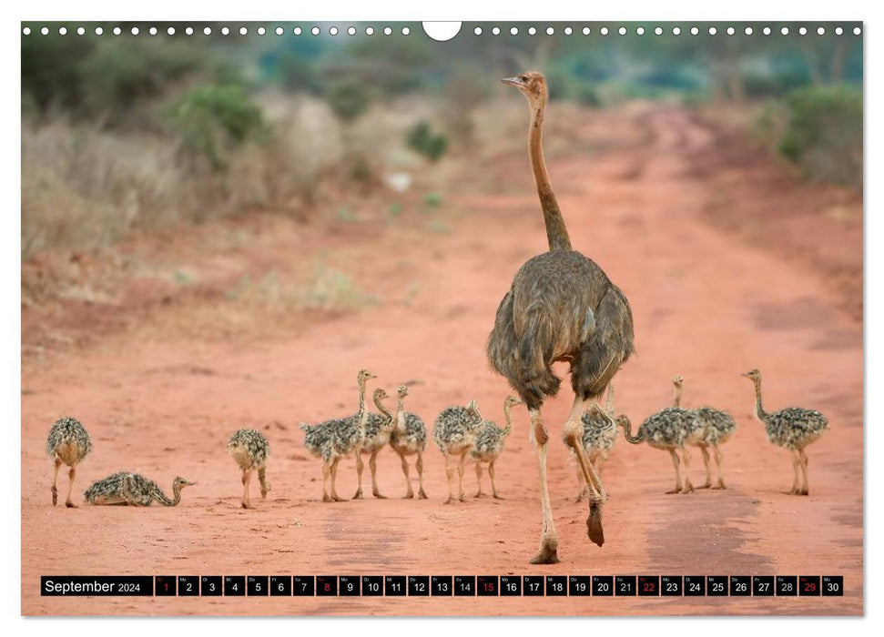 Abenteuer Afrika - Im Paradies der Tiere (CALVENDO Wandkalender 2024)