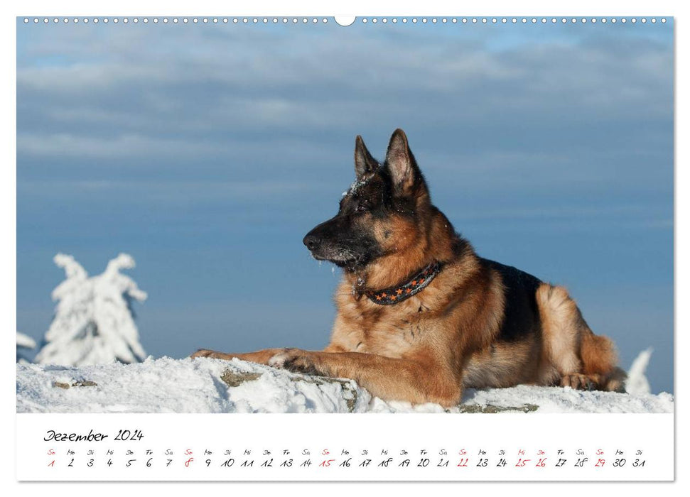 Deutsche Schäferhunde - Liebenswerte Graunasen (CALVENDO Wandkalender 2024)