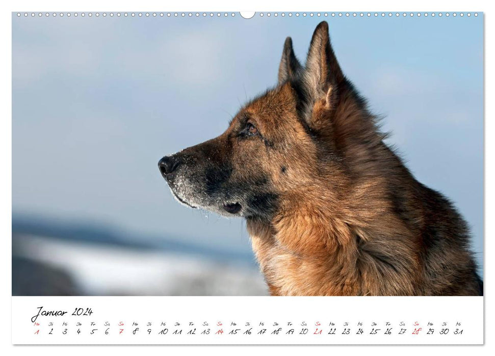 German Shepherd Dogs - Lovable Gray Noses (CALVENDO Wall Calendar 2024) 