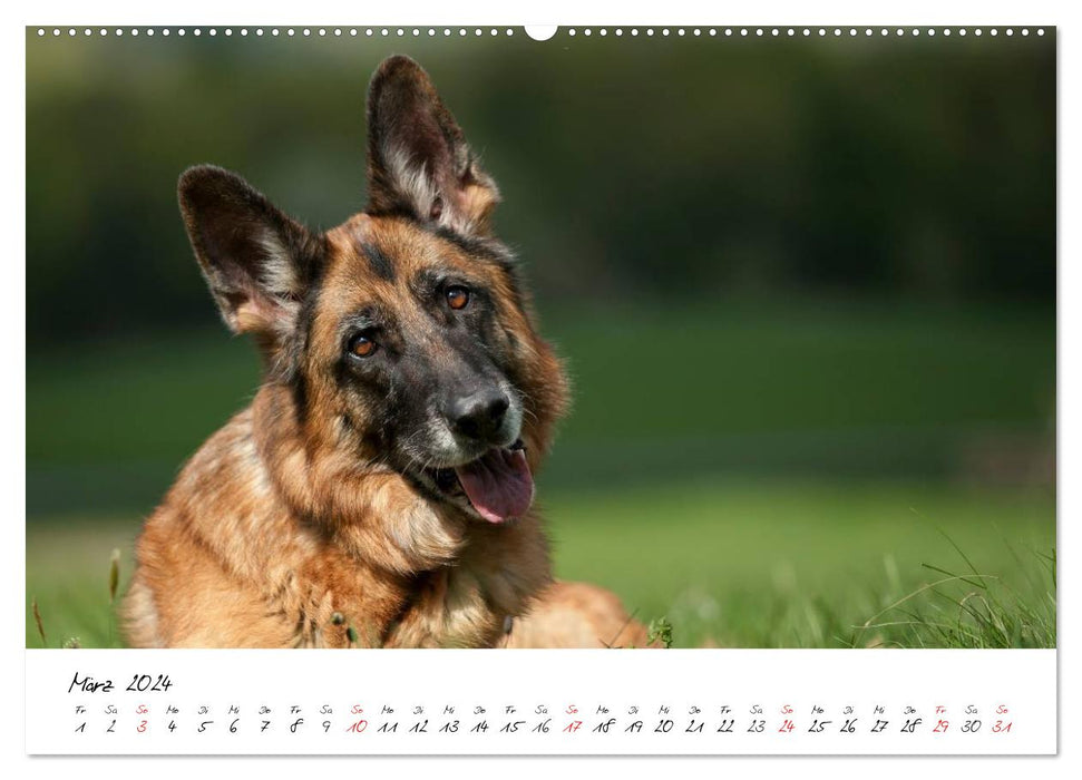 German Shepherd Dogs - Lovable Gray Noses (CALVENDO Wall Calendar 2024) 