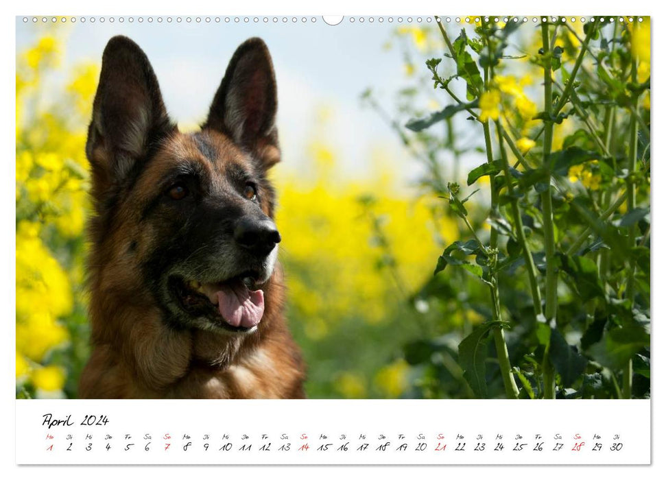 German Shepherd Dogs - Lovable Gray Noses (CALVENDO Wall Calendar 2024) 