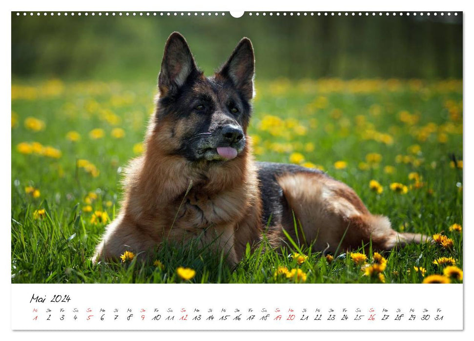 German Shepherd Dogs - Lovable Gray Noses (CALVENDO Wall Calendar 2024) 