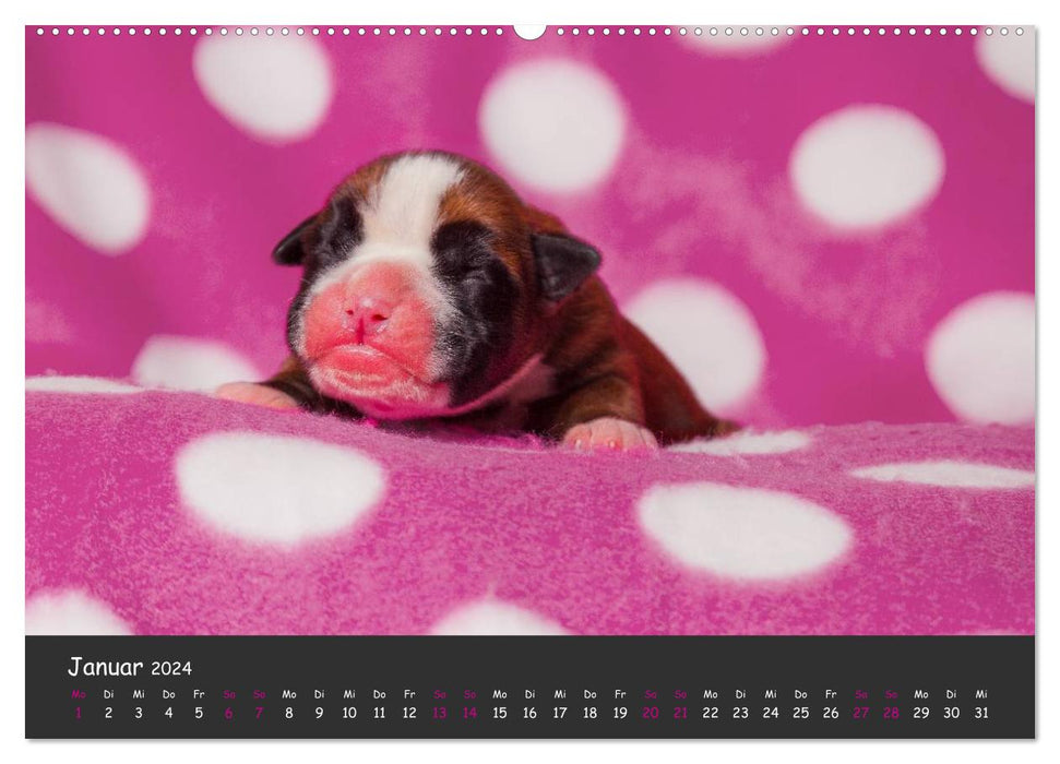 When I grow up I'll be a boxer (CALVENDO Premium Wall Calendar 2024) 