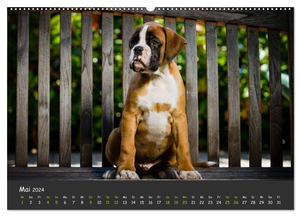 When I grow up I'll be a boxer (CALVENDO Premium Wall Calendar 2024) 