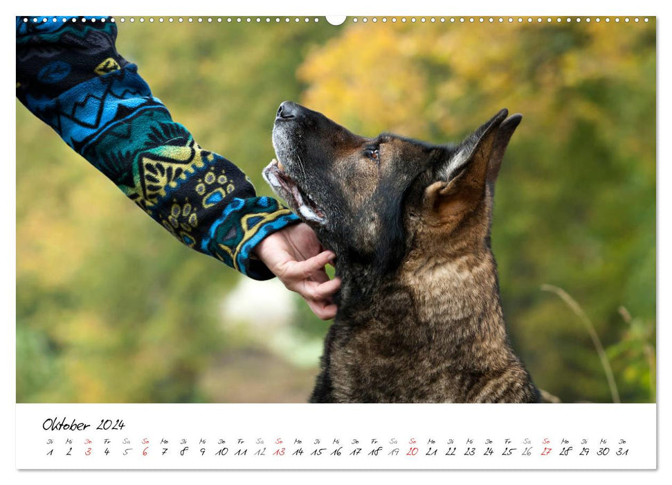 The gray German Shepherd (CALVENDO Premium Wall Calendar 2024) 