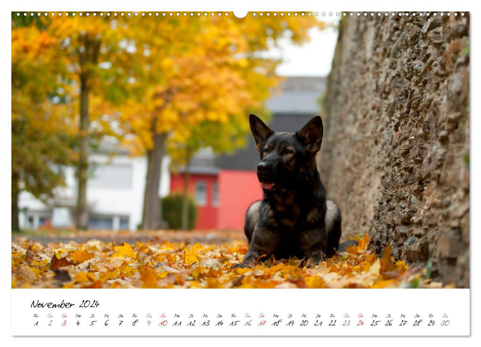 The gray German Shepherd (CALVENDO Premium Wall Calendar 2024) 