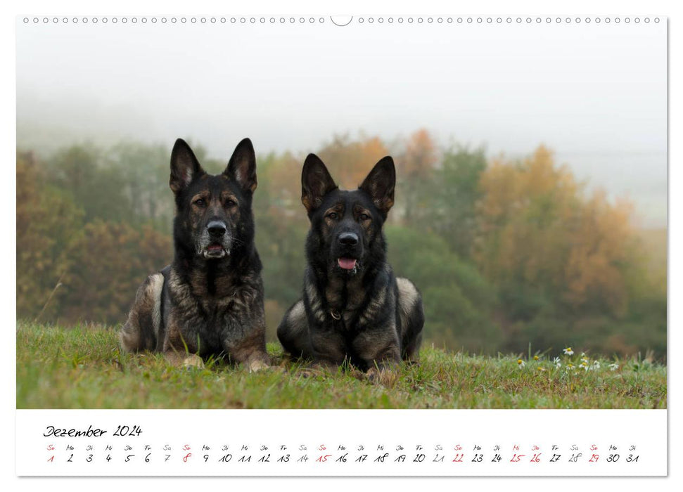 The gray German Shepherd (CALVENDO Premium Wall Calendar 2024) 