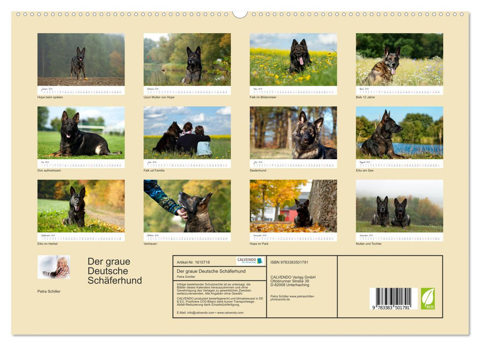 The gray German Shepherd (CALVENDO Premium Wall Calendar 2024) 