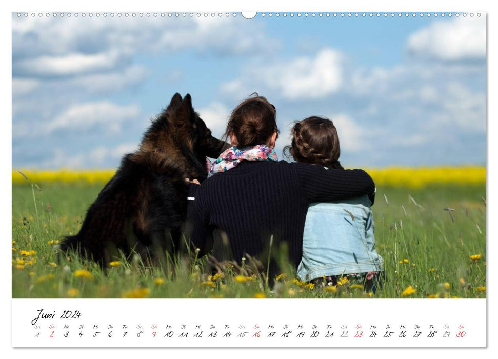 Der graue Deutsche Schäferhund (CALVENDO Premium Wandkalender 2024)