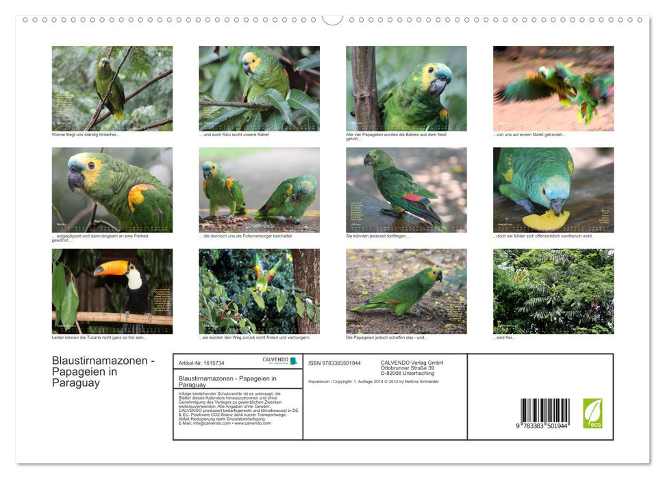 Blaustirnamazonen - Papageien in Paraguay (CALVENDO Premium Wandkalender 2024)