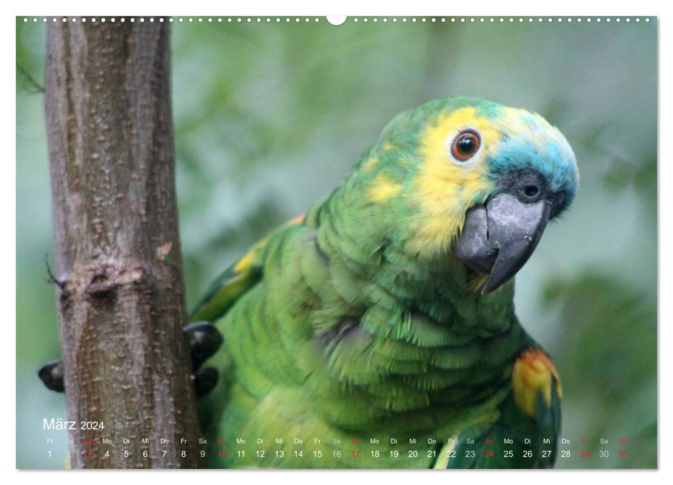 Blaustirnamazonen - Papageien in Paraguay (CALVENDO Premium Wandkalender 2024)