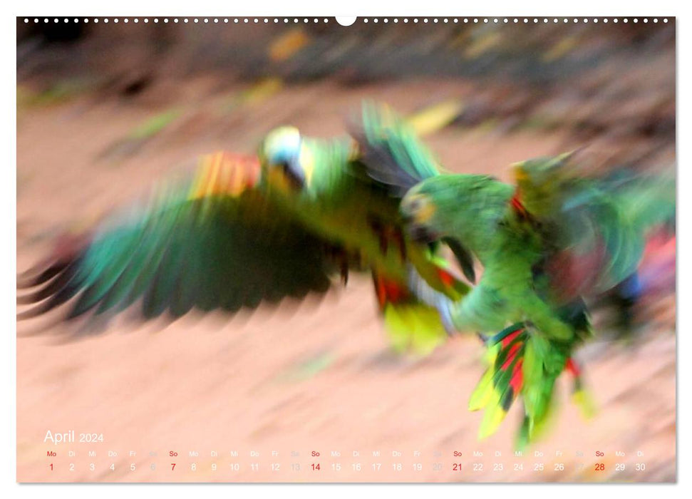 Blaustirnamazonen - Papageien in Paraguay (CALVENDO Premium Wandkalender 2024)