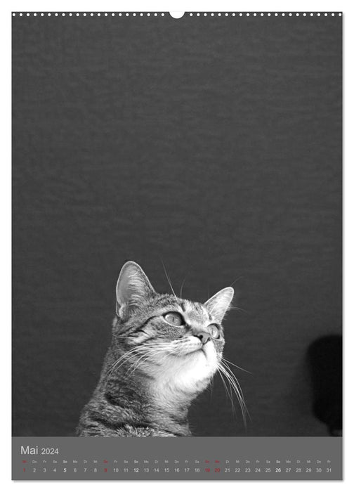 Sonja Heller cats in SW portraits (CALVENDO wall calendar 2024) 