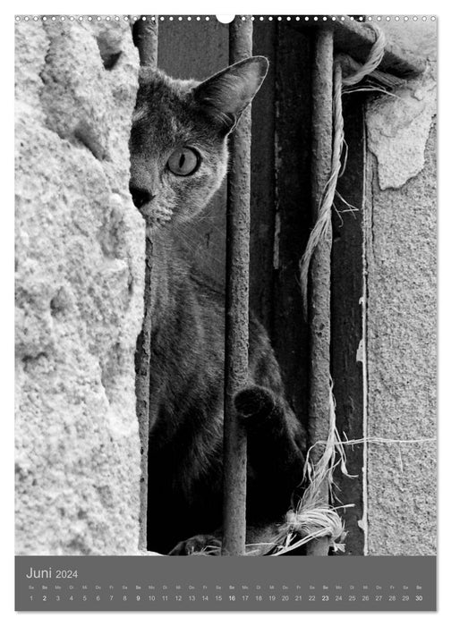 Sonja Heller Katzen in SW-Portraits (CALVENDO Wandkalender 2024)