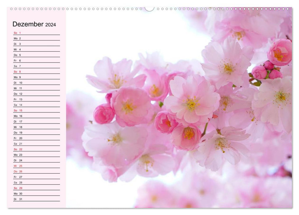 Pink. Warmth of heart and in love (CALVENDO Premium Wall Calendar 2024) 