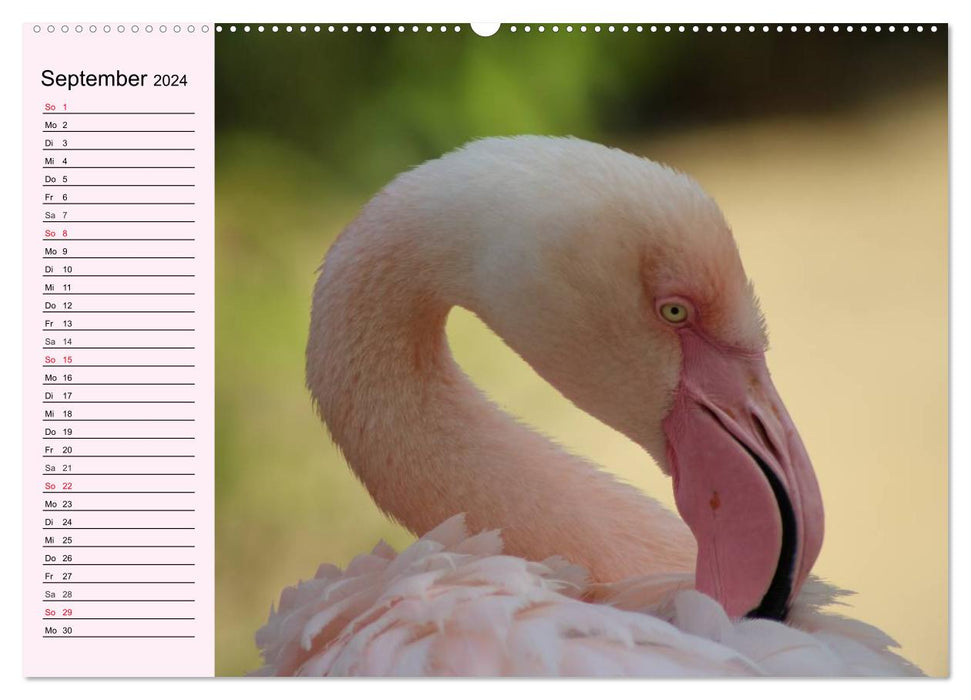 Pink. Warmth of heart and in love (CALVENDO Premium Wall Calendar 2024) 