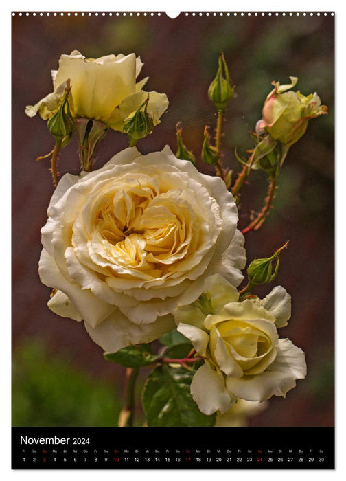 Magical Roses (CALVENDO Premium Wall Calendar 2024) 