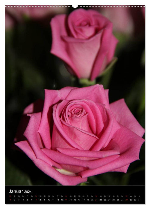 Zauberhafte Rosen (CALVENDO Premium Wandkalender 2024)
