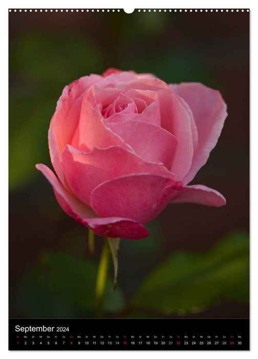 Magical Roses (CALVENDO Premium Wall Calendar 2024) 