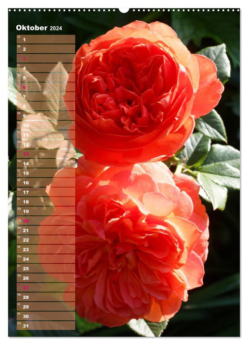 Rosen für DICH / Geburtstagskalender (CALVENDO Premium Wandkalender 2024)