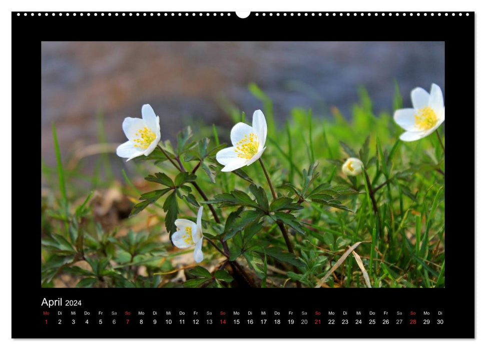 Landscape Teufelsmoor / 2024 (CALVENDO Premium Wall Calendar 2024) 