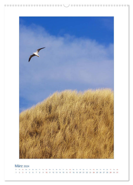 Insel Amrum - Friesische Impressionen (CALVENDO Wandkalender 2024)