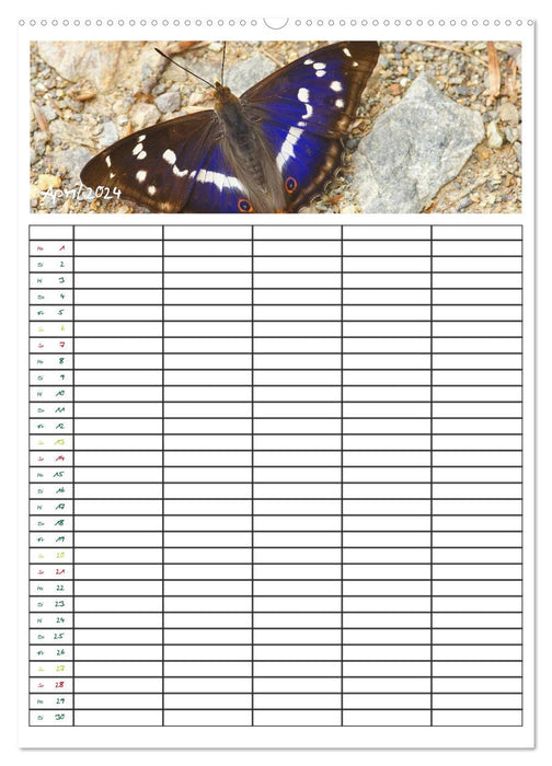 Butterflies: Filigree aviators / family calendar (CALVENDO wall calendar 2024) 