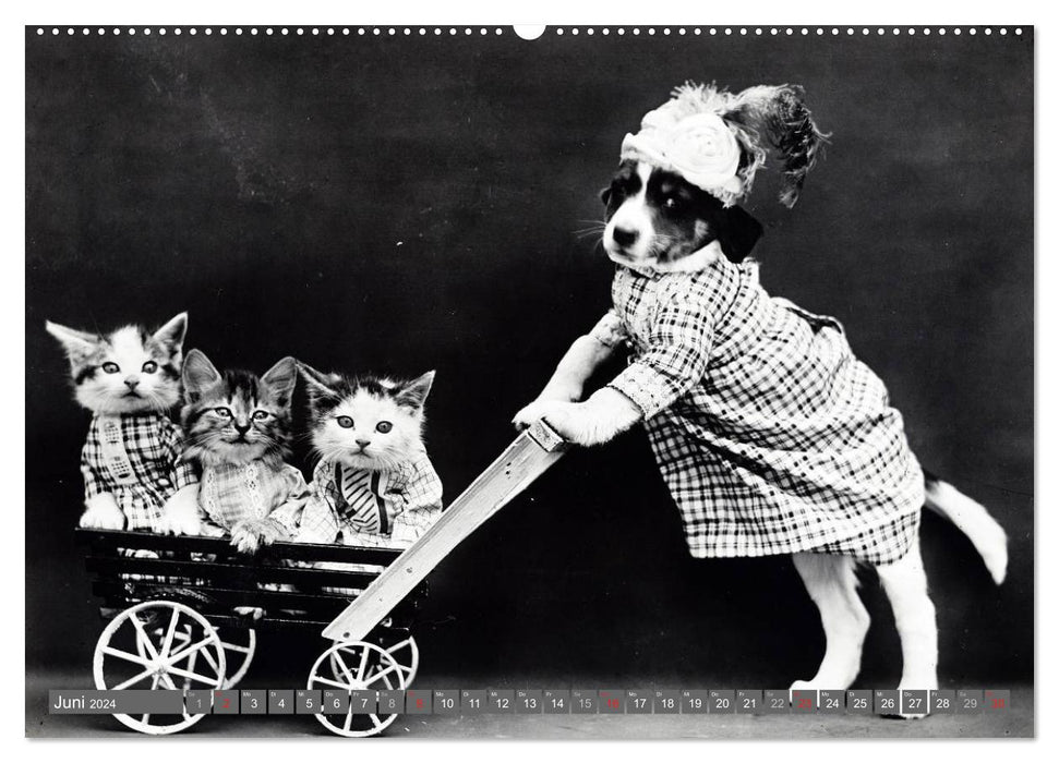 Dogs and cats - nostalgia in cuddly fur (CALVENDO wall calendar 2024) 