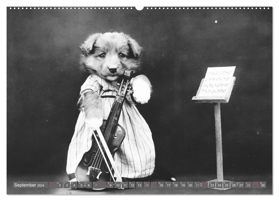 Hunde und Katzen - Nostalgie im Kuschelfell (CALVENDO Wandkalender 2024)