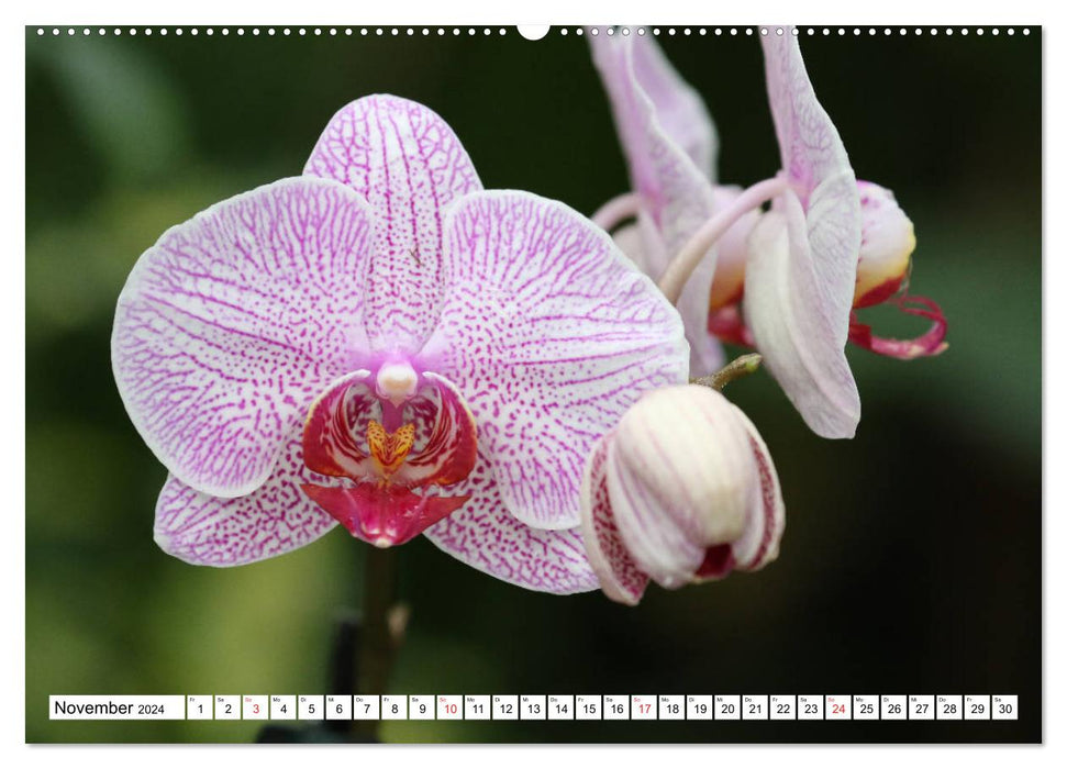 Magnifiques orchidées (Calendrier mural CALVENDO Premium 2024) 