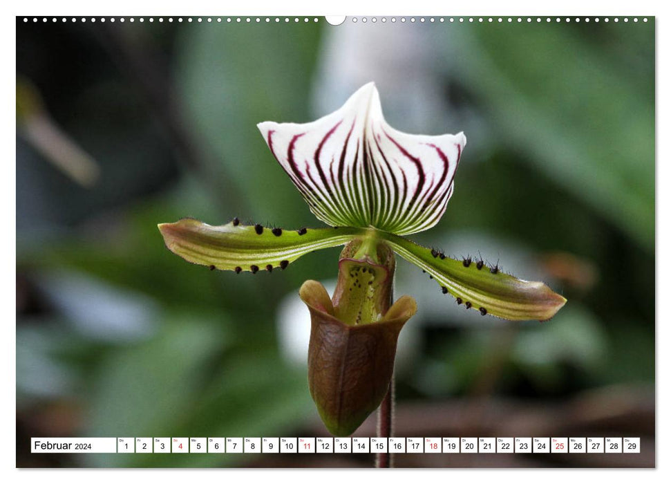 Magnifiques orchidées (Calendrier mural CALVENDO Premium 2024) 