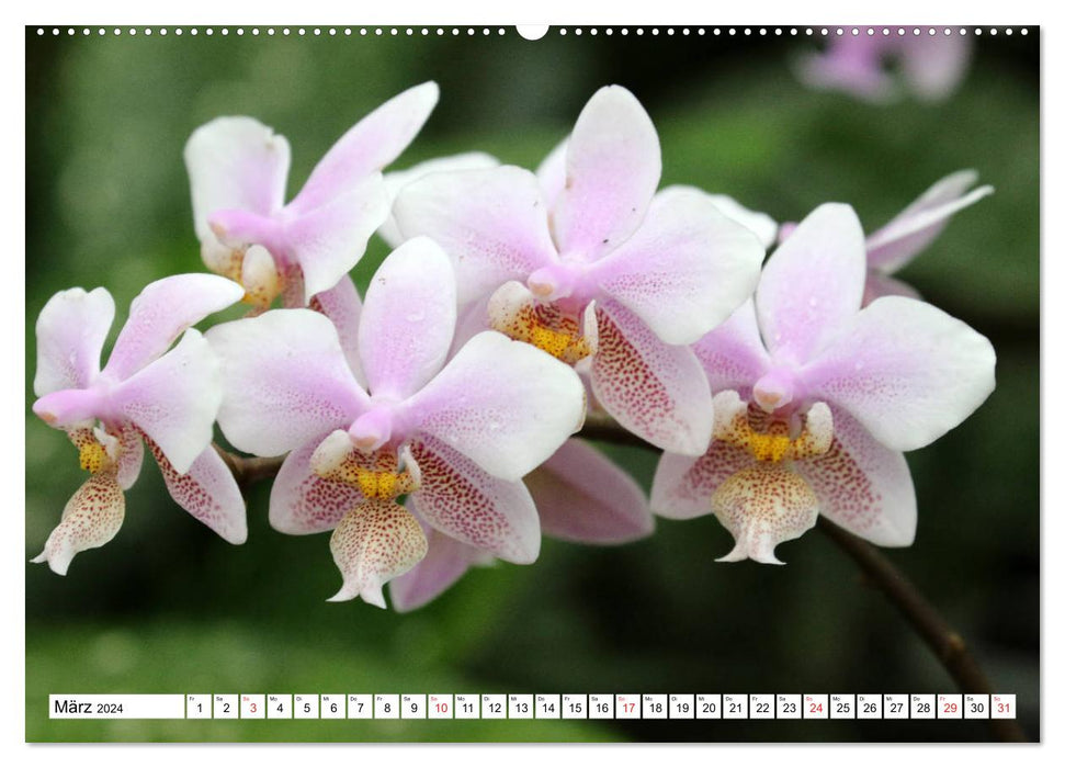 Magnificent orchids (CALVENDO Premium Wall Calendar 2024) 