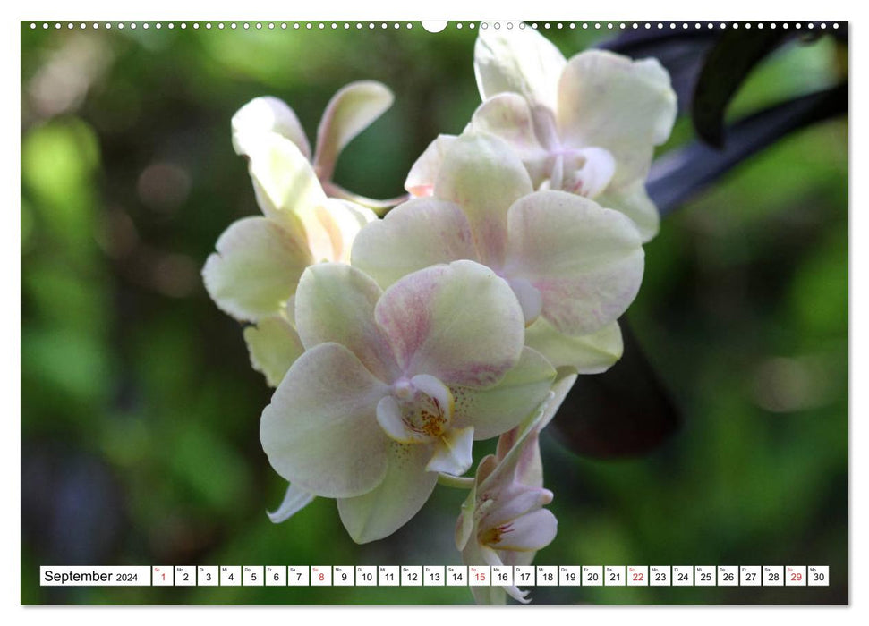 Prachtvolle Orchideen (CALVENDO Premium Wandkalender 2024)