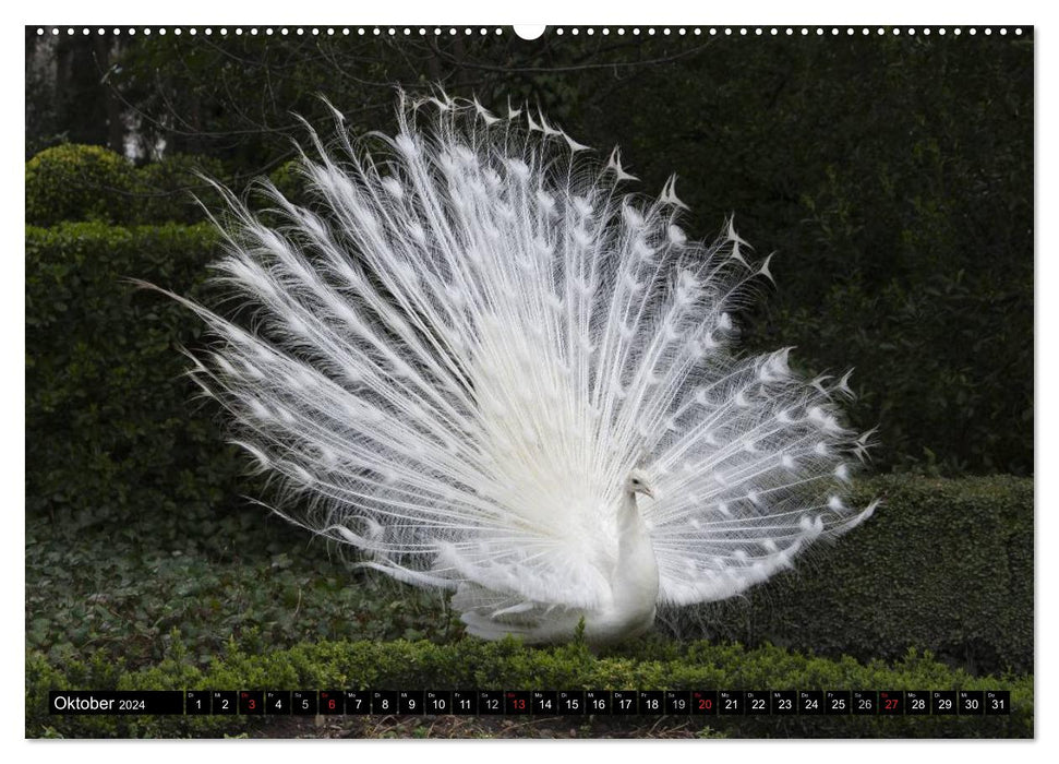 Peacocks. Magnificent and dazzling (CALVENDO Premium Wall Calendar 2024) 