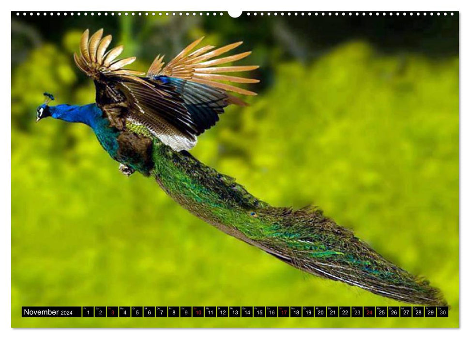 Peacocks. Magnificent and dazzling (CALVENDO Premium Wall Calendar 2024) 