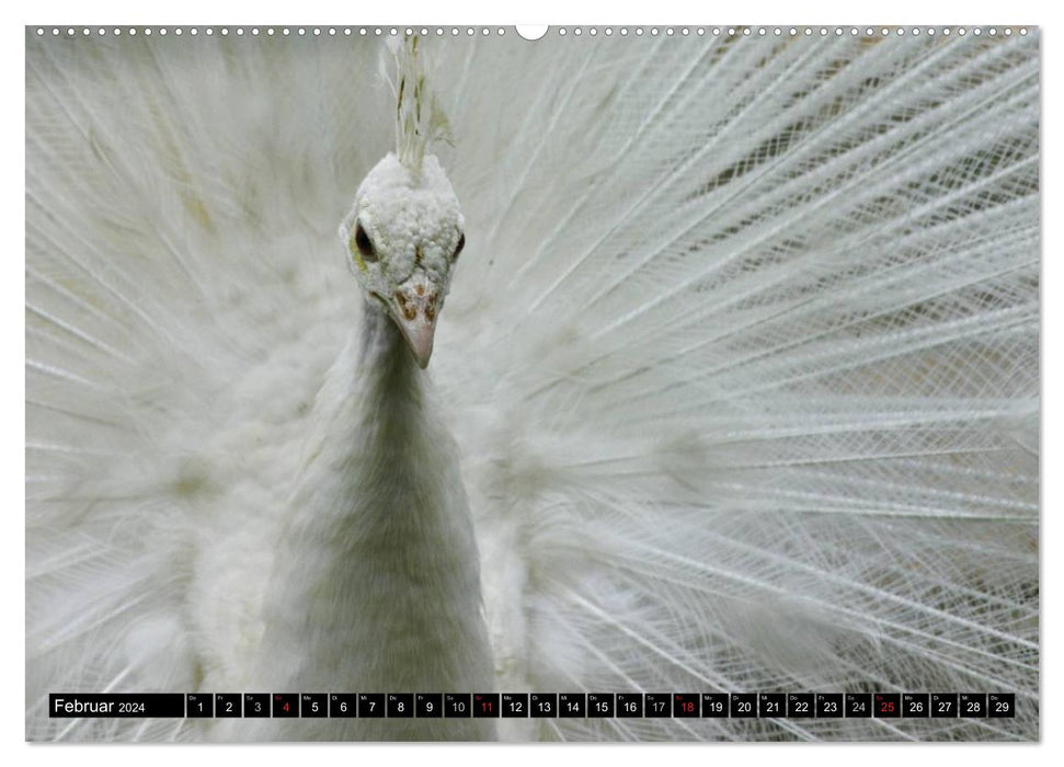 Peacocks. Magnificent and dazzling (CALVENDO Premium Wall Calendar 2024) 