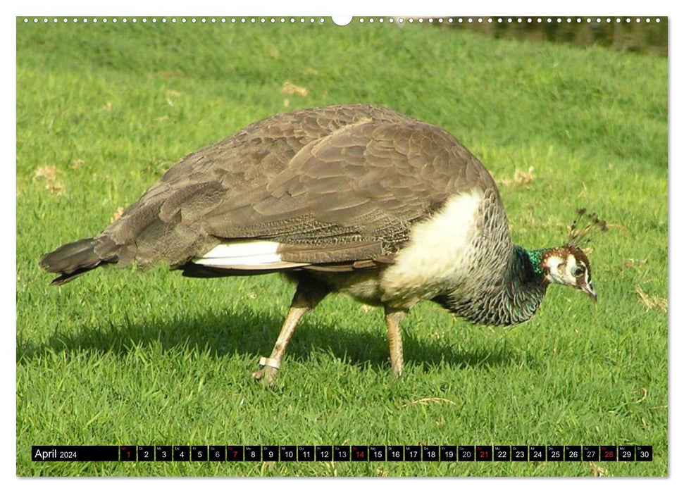 Peacocks. Magnificent and dazzling (CALVENDO Premium Wall Calendar 2024) 