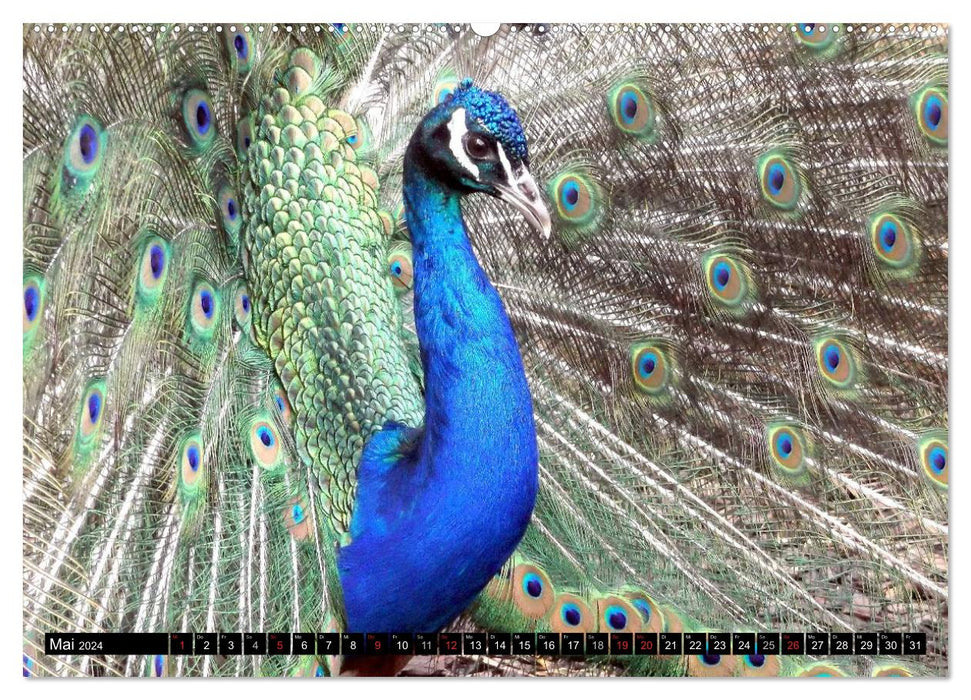 Peacocks. Magnificent and dazzling (CALVENDO Premium Wall Calendar 2024) 