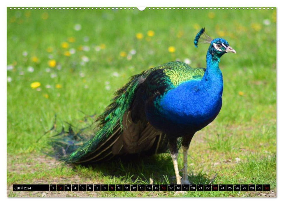 Peacocks. Magnificent and dazzling (CALVENDO Premium Wall Calendar 2024) 
