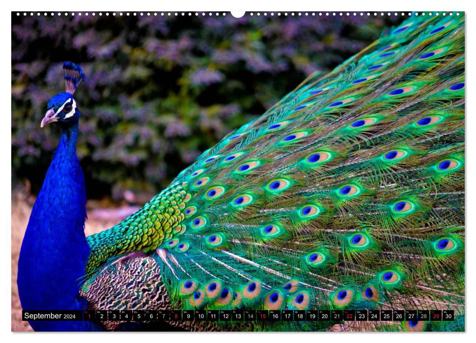 Peacocks. Magnificent and dazzling (CALVENDO Premium Wall Calendar 2024) 