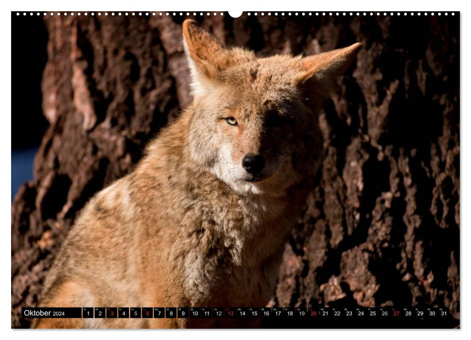 Yosemite - USA (Calendrier mural CALVENDO 2024) 