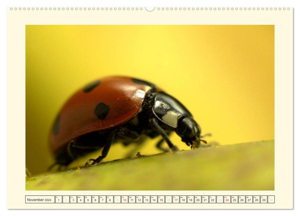 Ladybug / 2024 (CALVENDO Premium Wall Calendar 2024) 