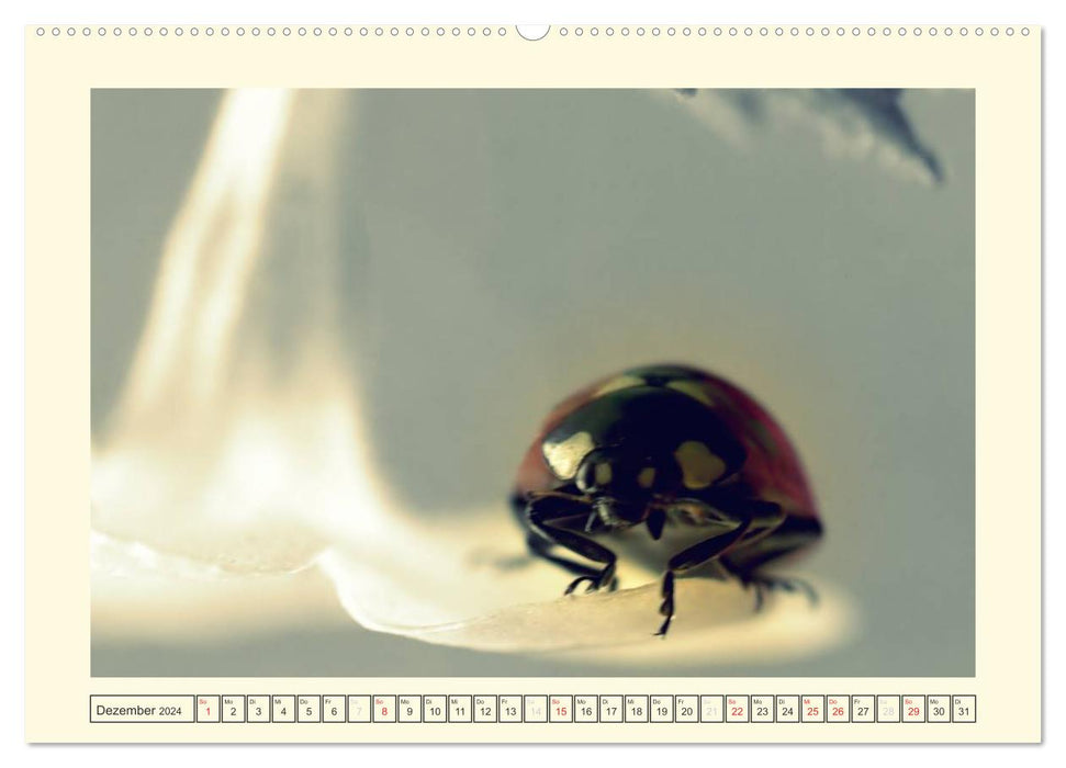 Ladybug / 2024 (CALVENDO Premium Wall Calendar 2024) 