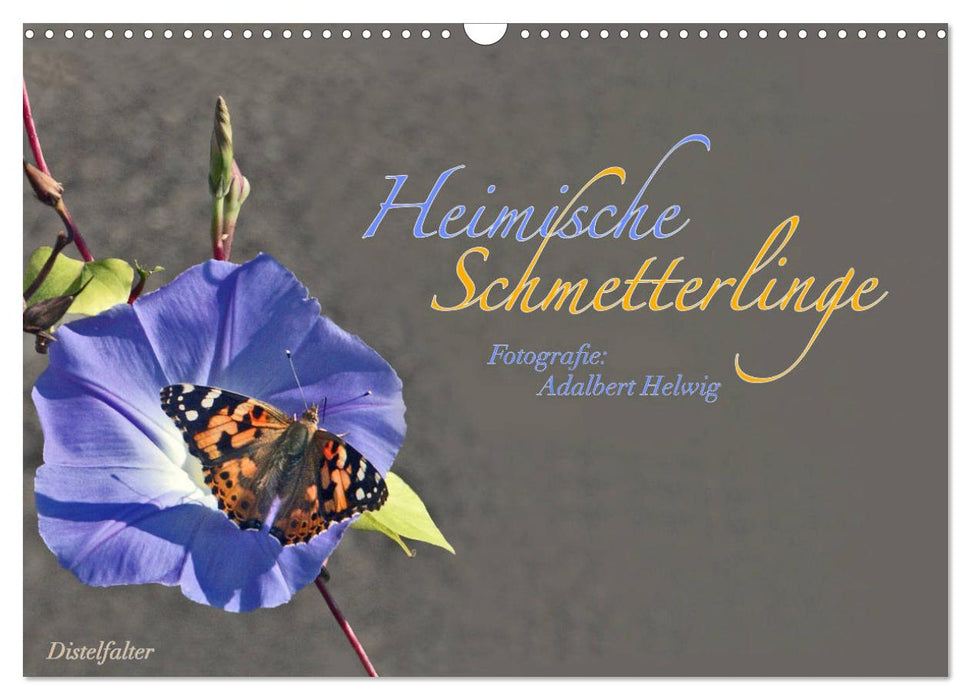 Local butterflies (CALVENDO wall calendar 2024) 