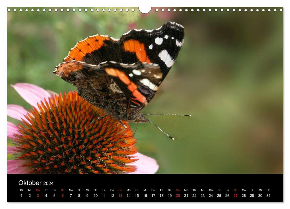 Heimische Schmetterlinge (CALVENDO Wandkalender 2024)